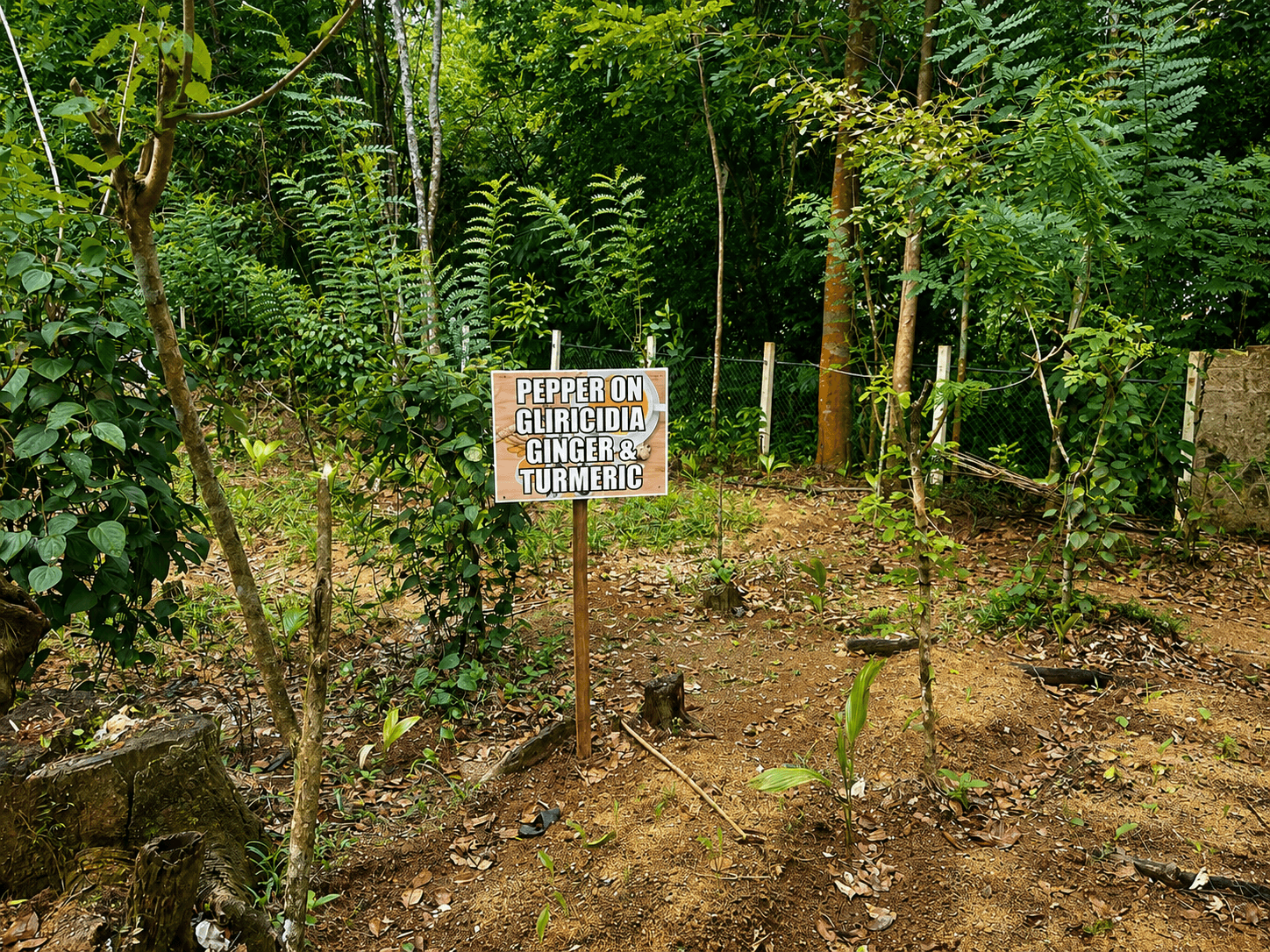 Shared growing area signed Pepper on Gliricidia and Ginger and Turmeric