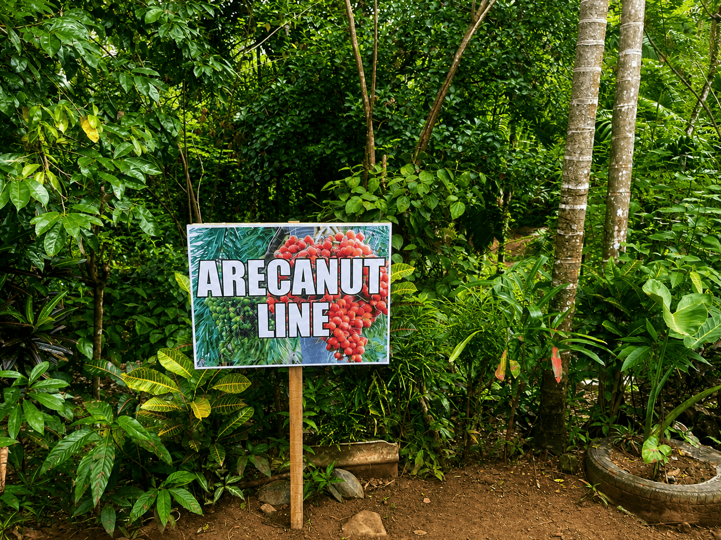 Arecanut line marked on the farm among tropical planting