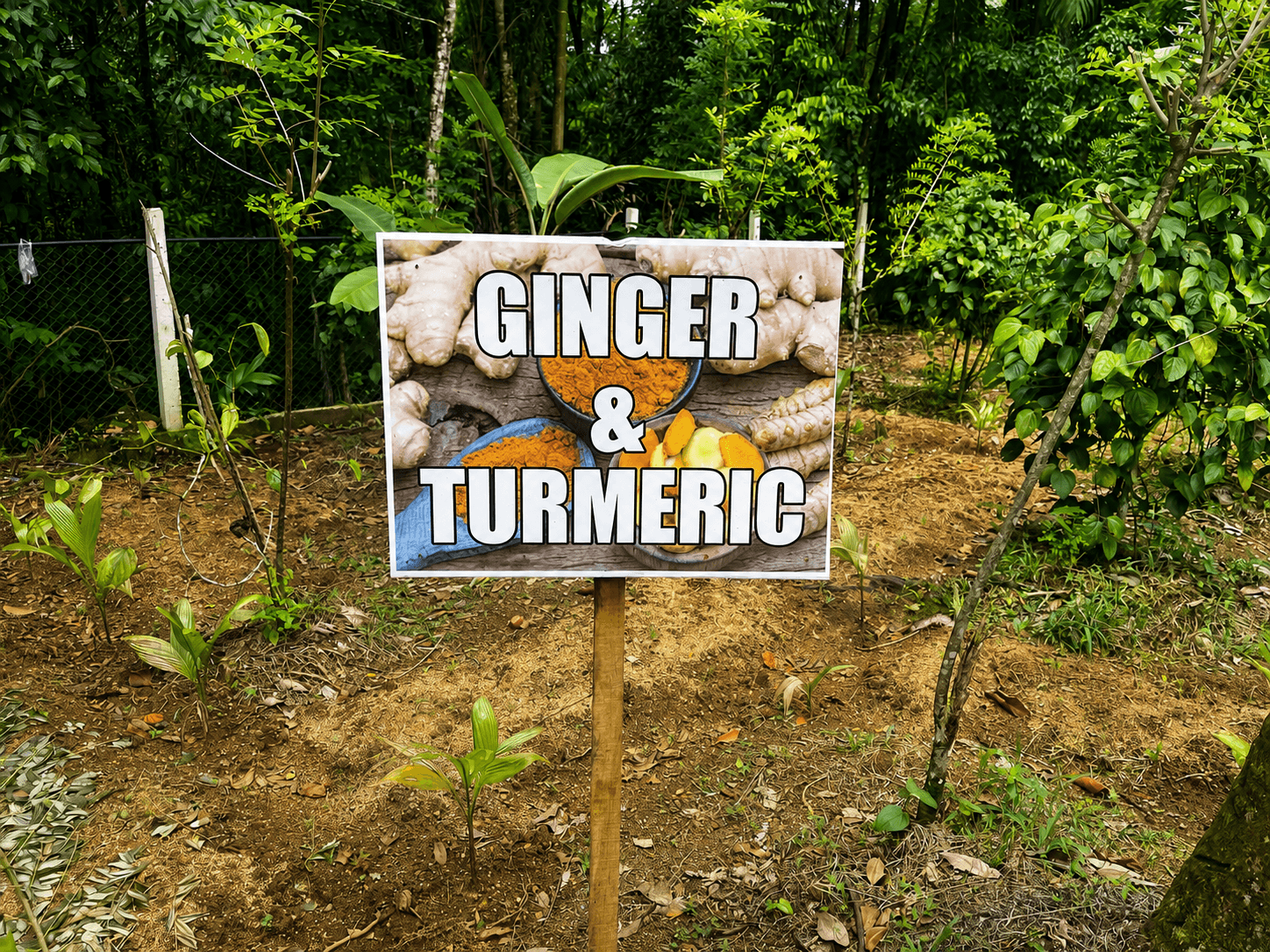 Ginger and turmeric block with a farm sign at the edge of the plot