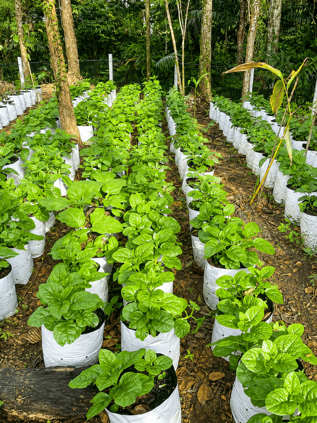 Nursery plants in white grow bags under tree cover