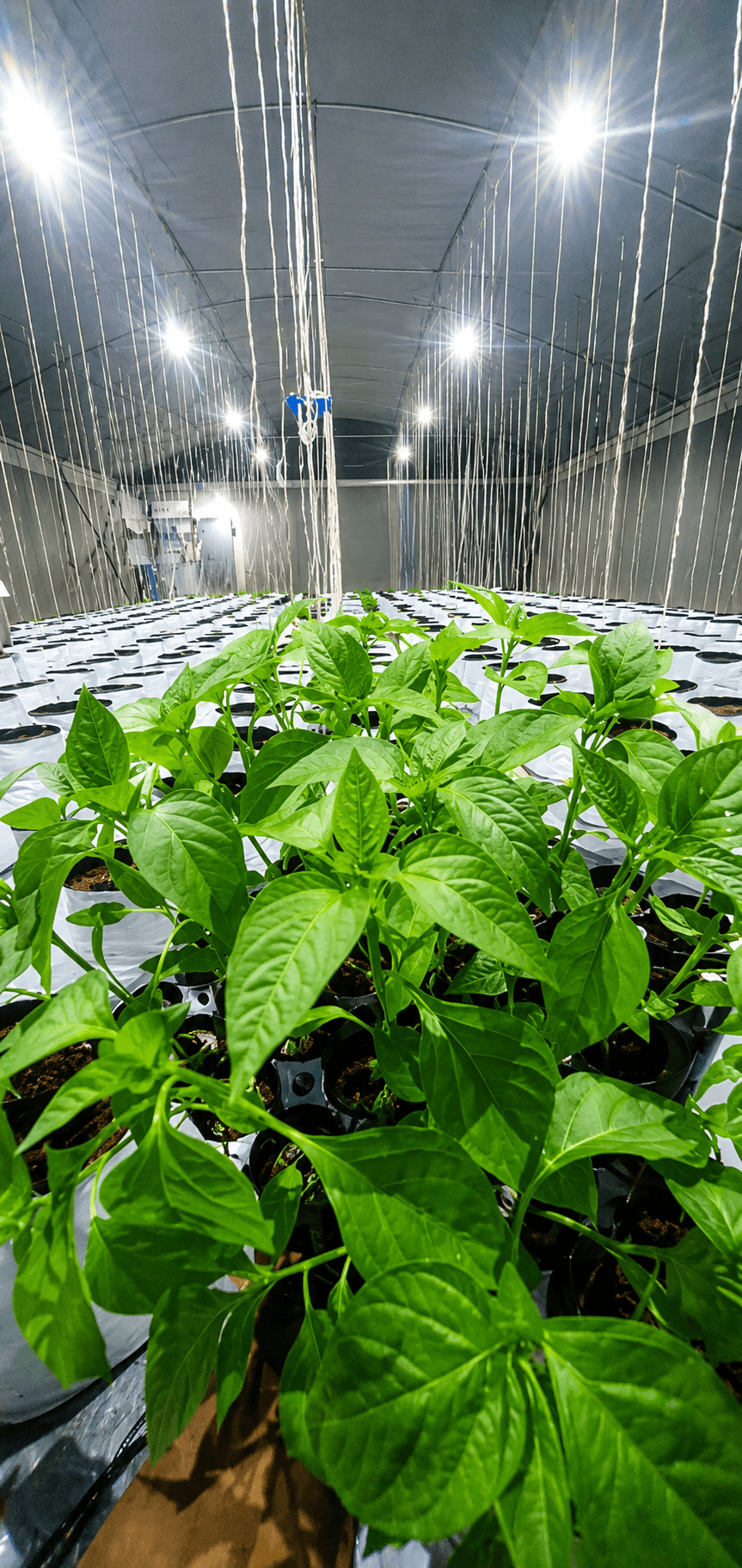 Young plants in rows inside the greenhouse