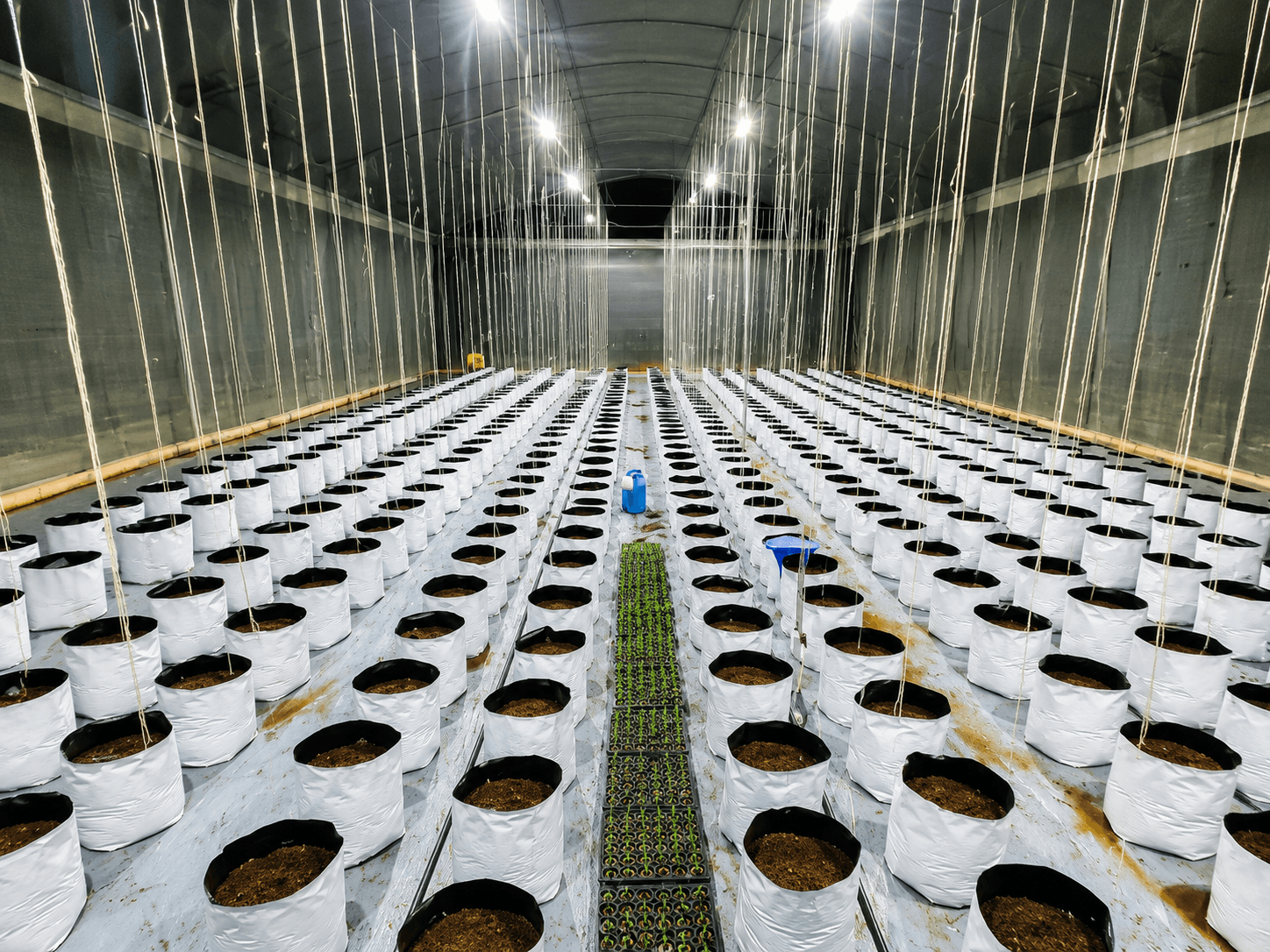 White grow bags prepared in rows inside the greenhouse