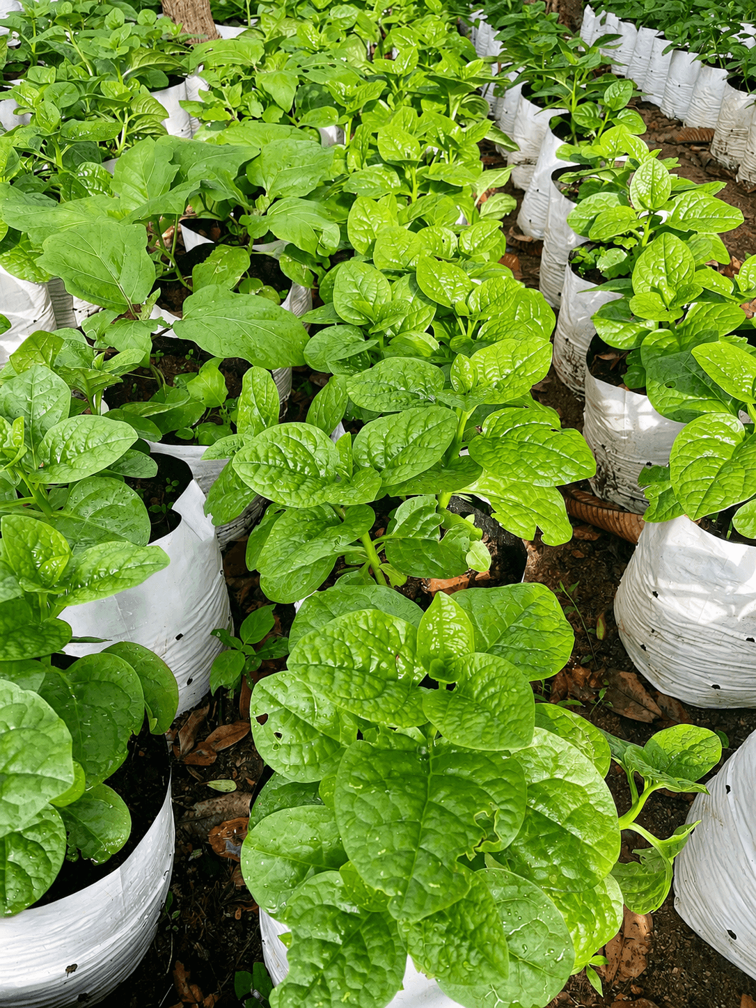 Leafy plants in white grow bags arranged in nursery rows
