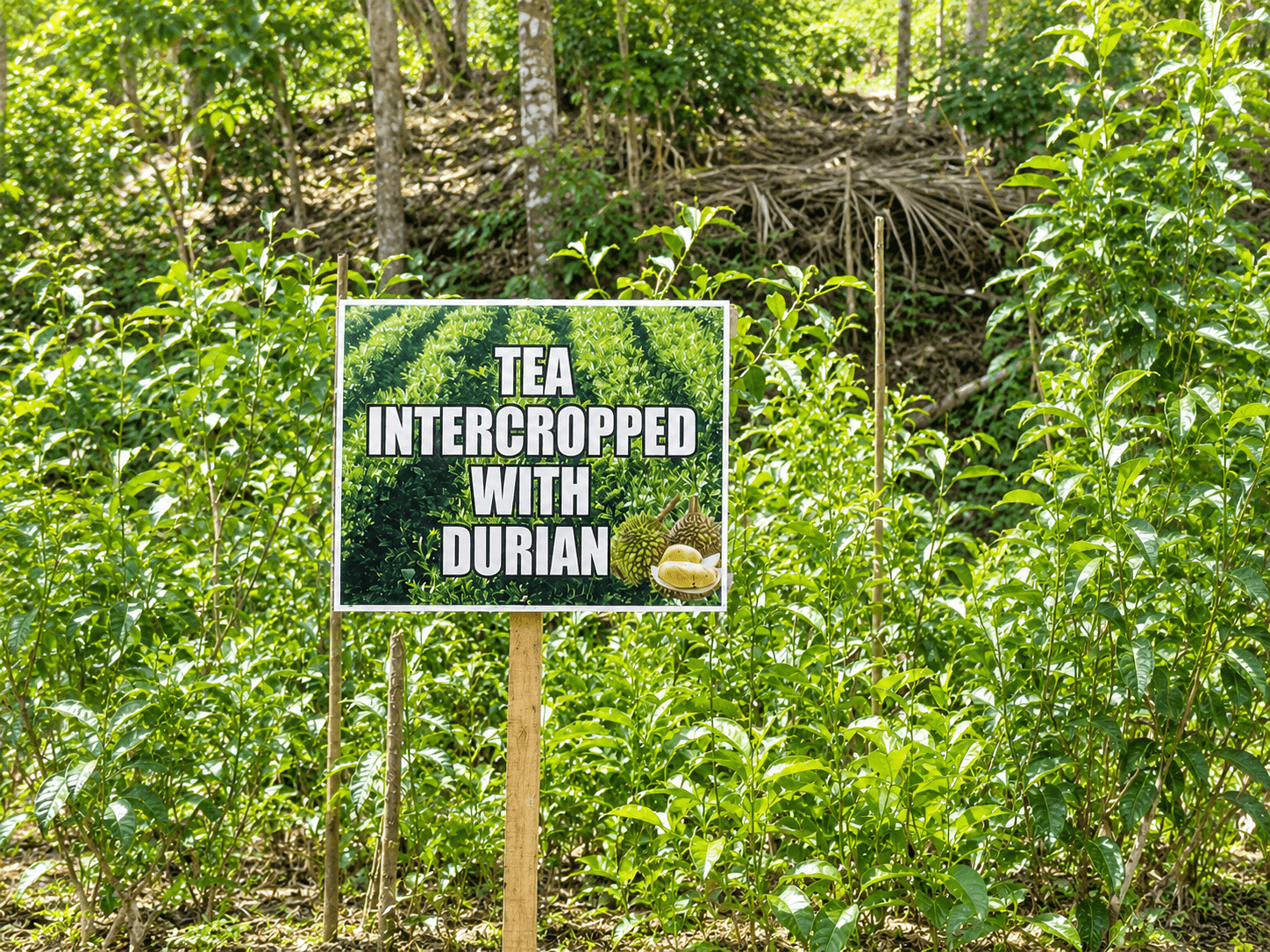Farm sign for tea intercropped with durian among young plants