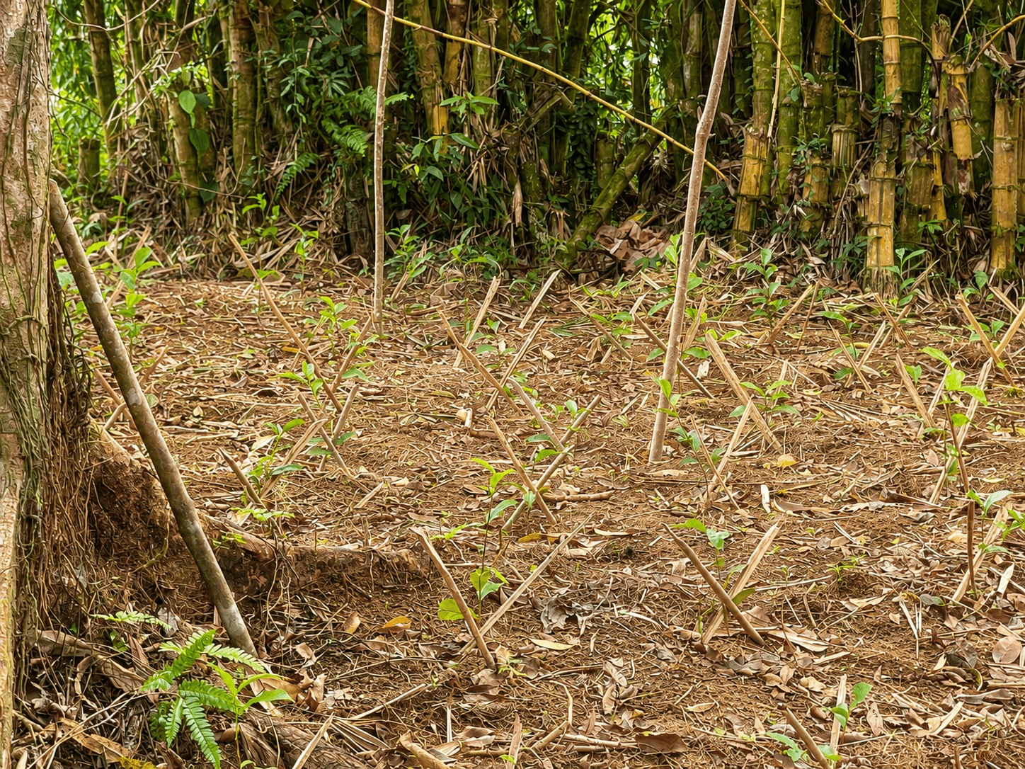 Young tea plants mulched and staked at the edge of tree cover