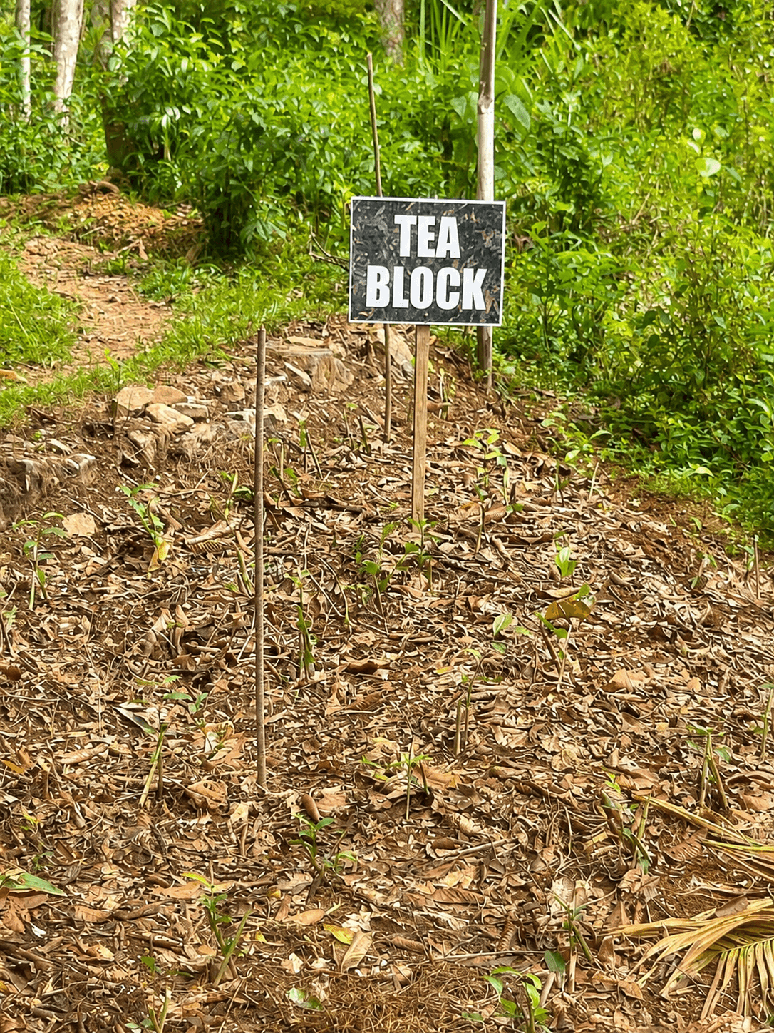 Young tea plants in a dedicated block marked Tea Block