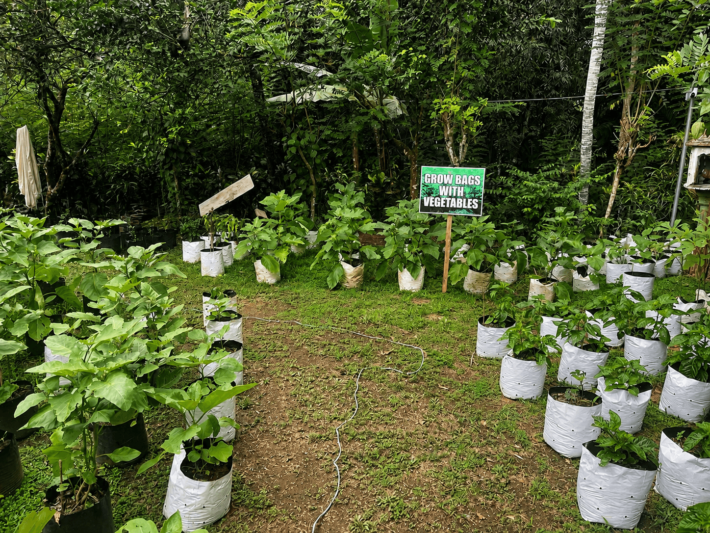 Vegetable plants in grow bags, marked Grow Bags with Vegetables